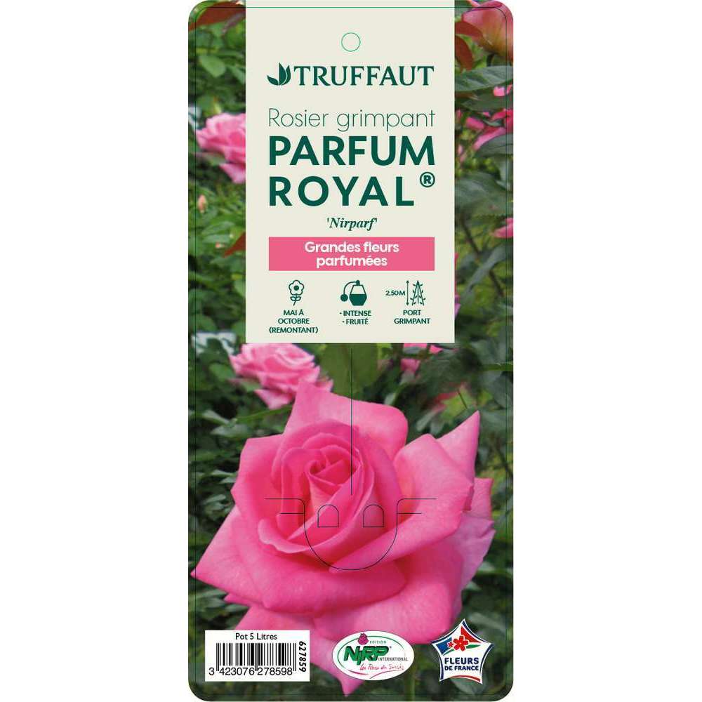  Rosier Grimpant 'Parfum Royal®' (Nirparf) Label Rouge: Pot De 5 Litres