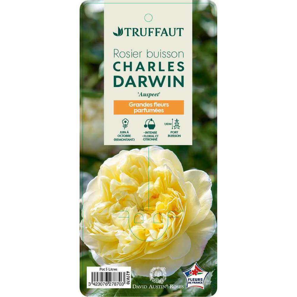  Rosier Anglais 'Charles Darwin®' (Auspeet) : Pot De 5 Litres
