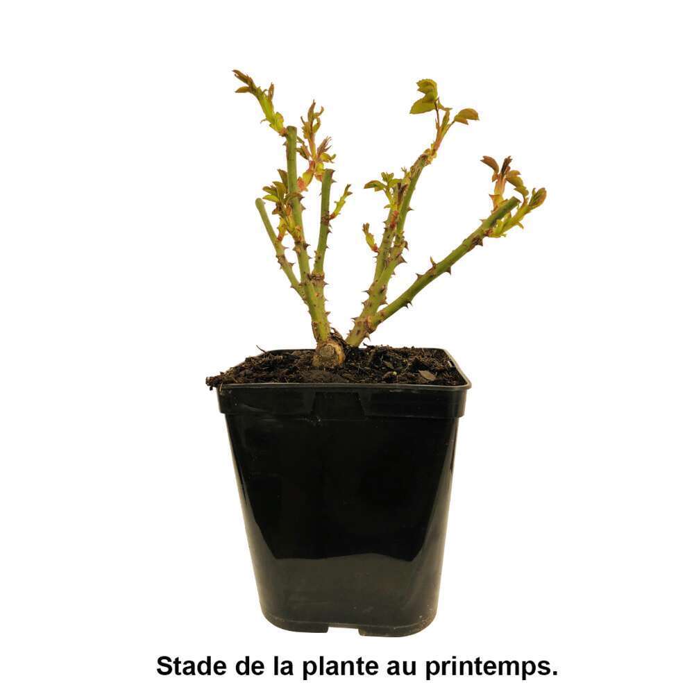  Rosier Buisson 'Eddy Mitchell' ( Meyrisett) : Pot De 5 Litres