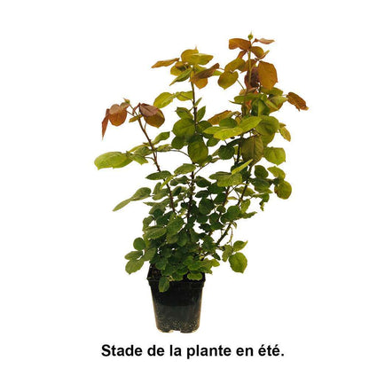  Rosier Buisson 'Sweet Love®' (Harmisty) : Pot De 5 Litres