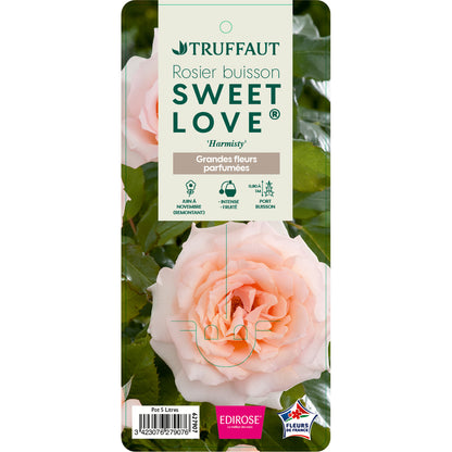  Rosier Buisson 'Sweet Love®' (Harmisty) : Pot De 5 Litres