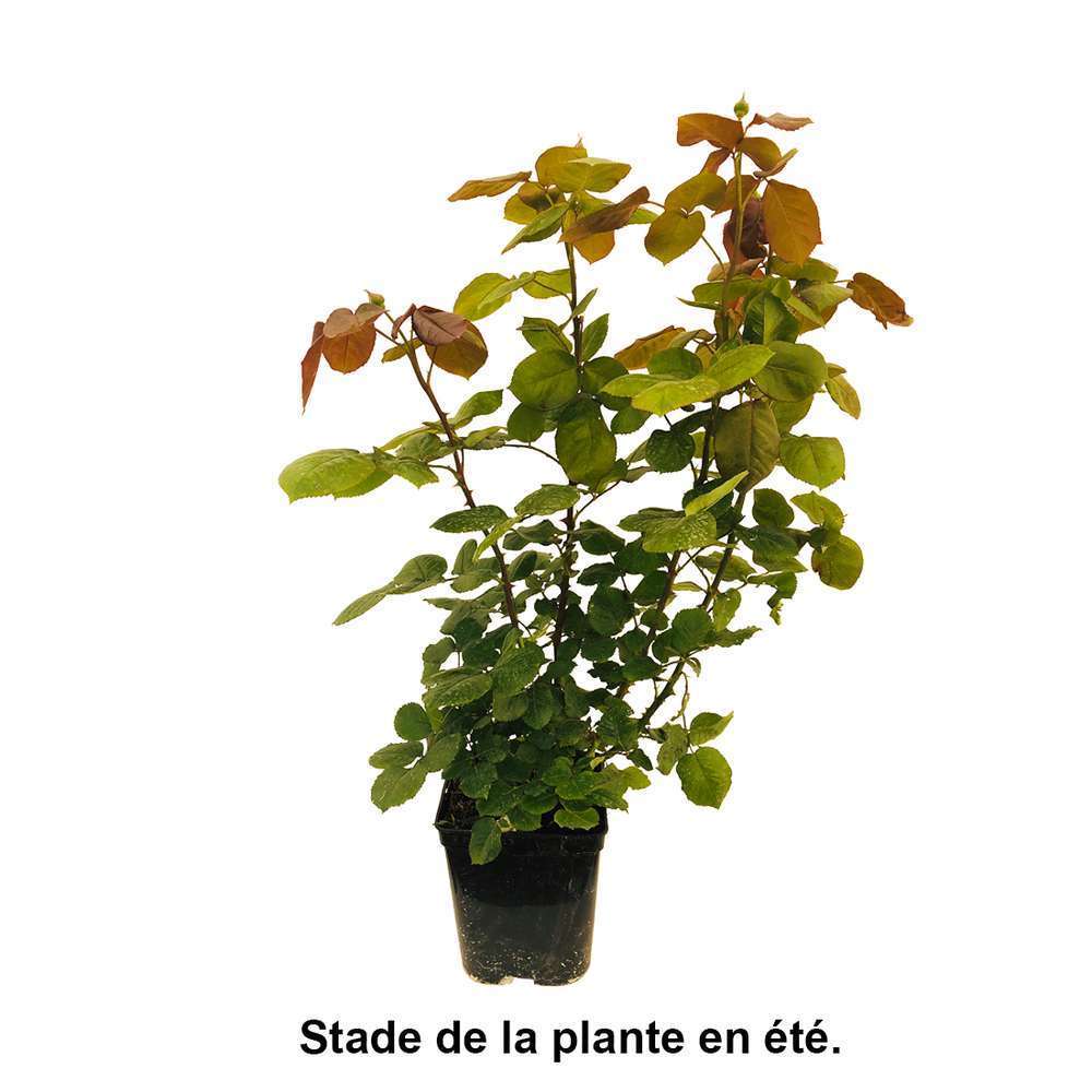  Rosier Buisson 'Vendée Impériale®' (Adalecob) : Pot De 5 Litres