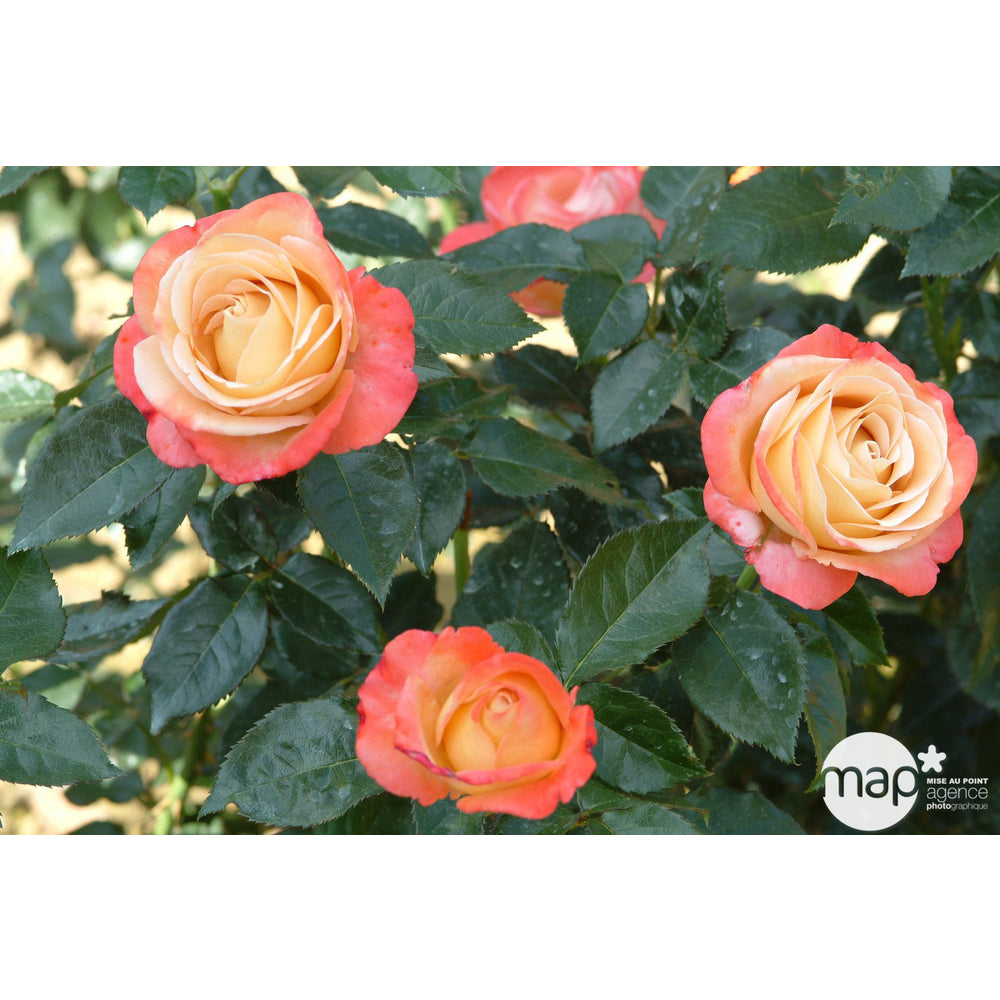  Rosier Buisson 'Vendée Impériale®' (Adalecob) : Pot De 5 Litres