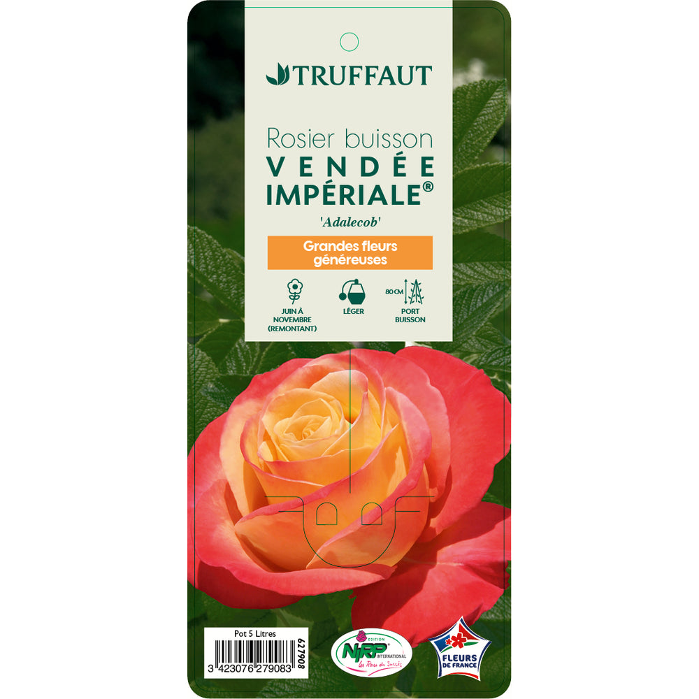  Rosier Buisson 'Vendée Impériale®' (Adalecob) : Pot De 5 Litres