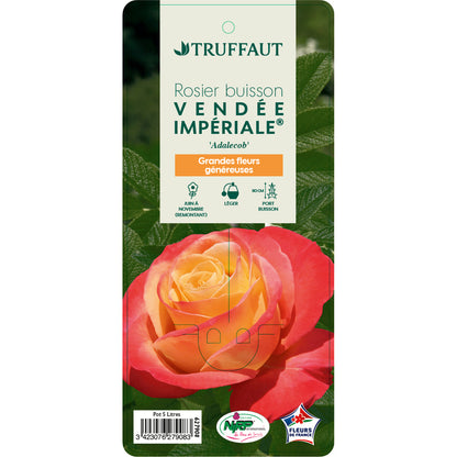  Rosier Buisson 'Vendée Impériale®' (Adalecob) : Pot De 5 Litres