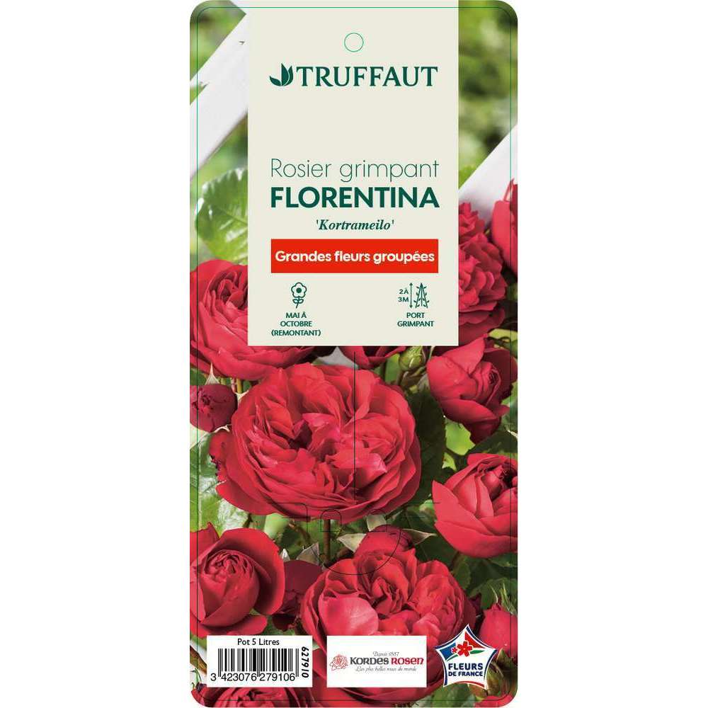  Rosier Grimpant 'Florentina®' (Kortrameilo) : Pot De 5 Litres