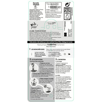 Rosier Grimpant 'Florentina®' (Kortrameilo) : Pot De 5 Litres