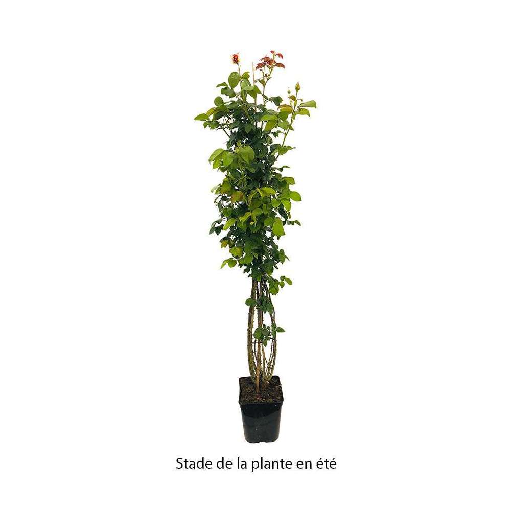  Rosier Grimpant 'Vanille Fraise®' (Lapvanil) : Pot De 5 Litres