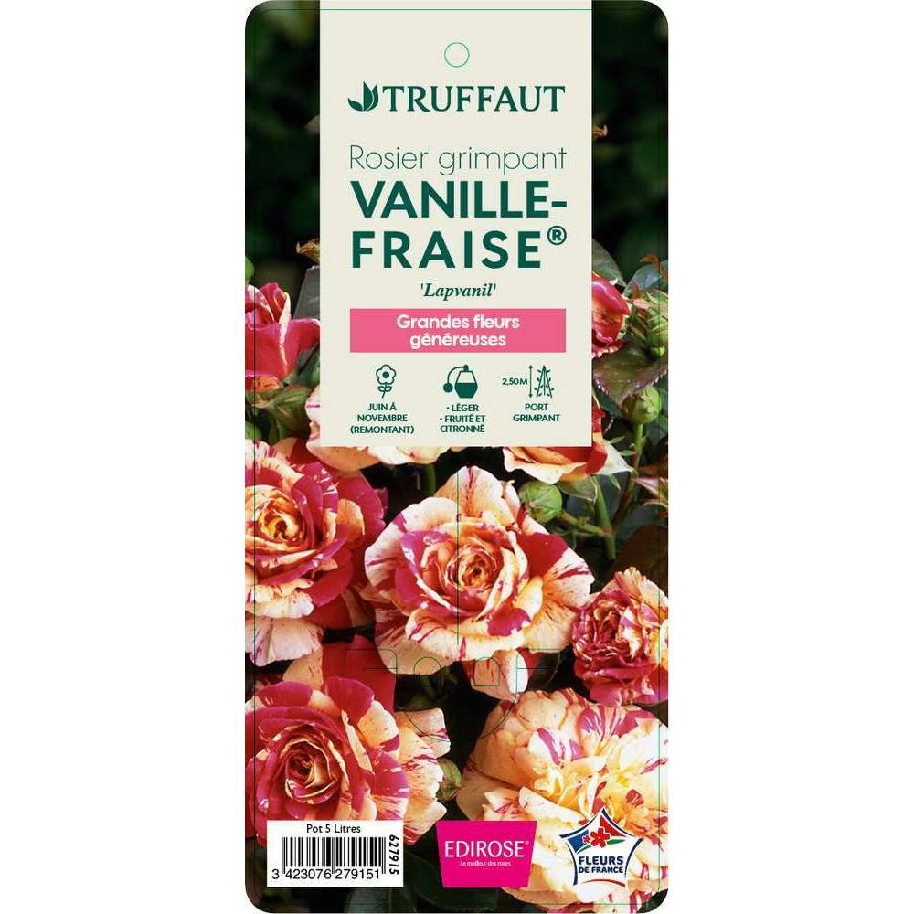  Rosier Grimpant 'Vanille Fraise®' (Lapvanil) : Pot De 5 Litres