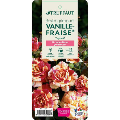  Rosier Grimpant 'Vanille Fraise®' (Lapvanil) : Pot De 5 Litres