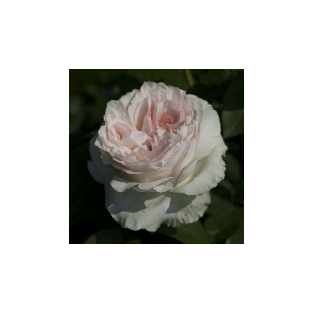  Rosier Buisson 'Cristiana Reali®' ( Delgrasi ) : Pot De 5 Litres