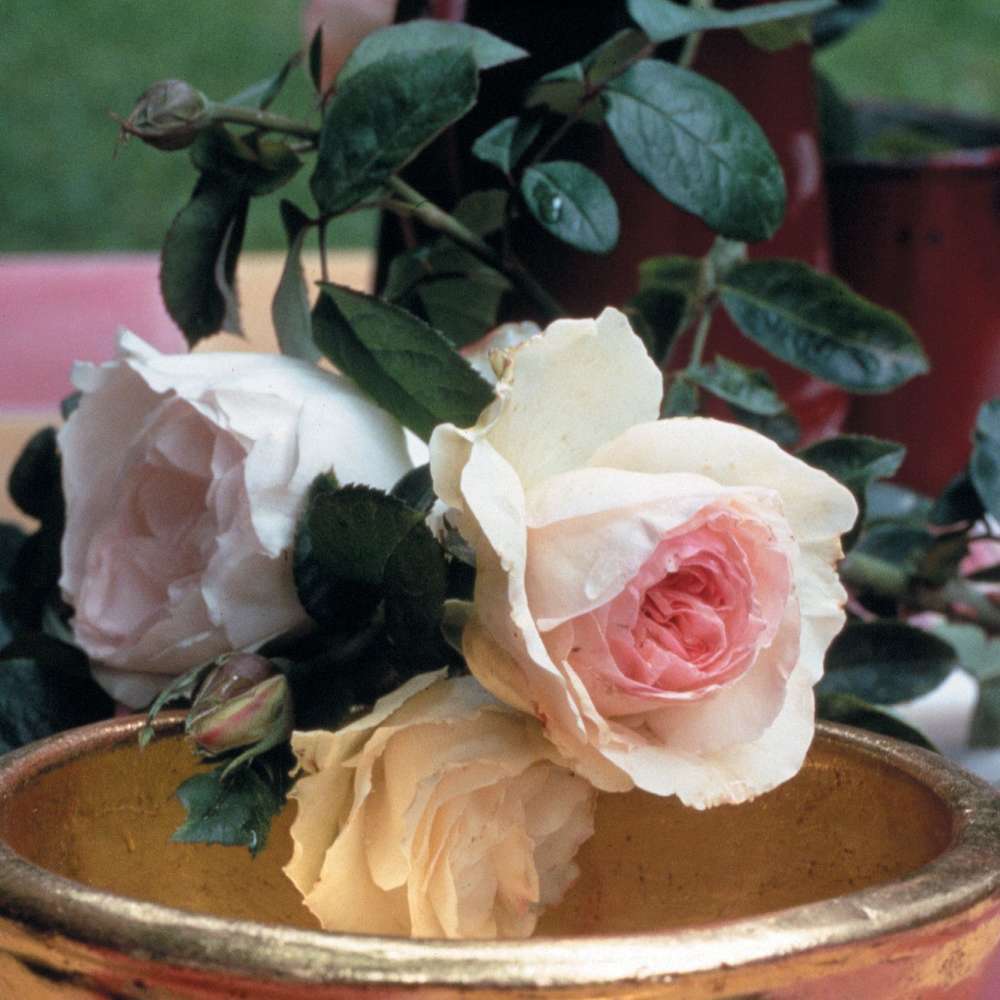  Rosier Buisson 'Cristiana Reali®' ( Delgrasi ) : Pot De 5 Litres