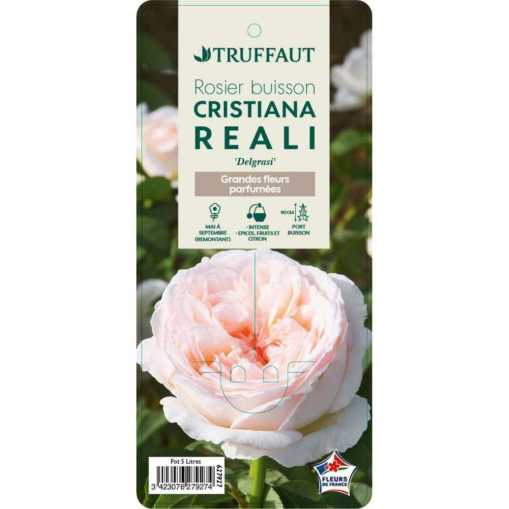 Rosier Buisson 'Cristiana Reali®' ( Delgrasi ) : Pot De 5 Litres