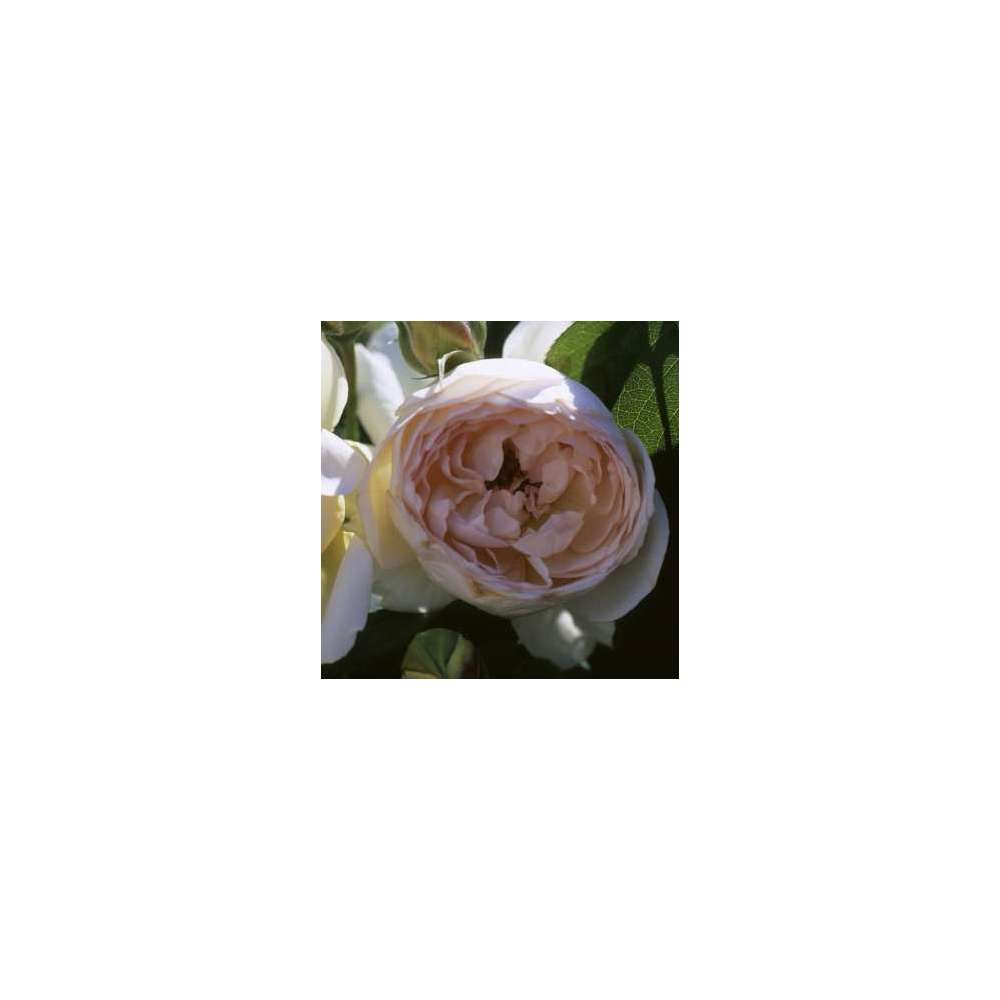  Rosier Buisson 'Michèle Morgan®' (Delsamros) : Pot De 5 Litres