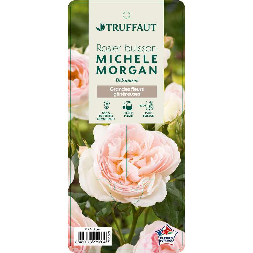 Rosier Buisson 'Michèle Morgan®' (Delsamros) : Pot De 5 Litres