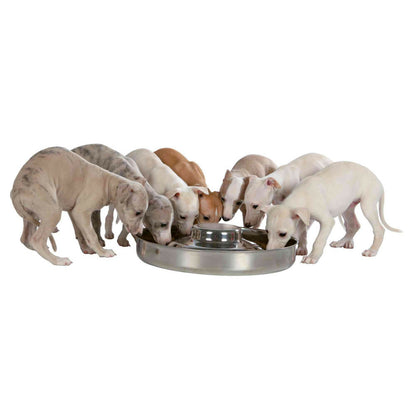  Écuelle Pour Chiots, ø 38 Cm, 4 Litres, Pour Chien