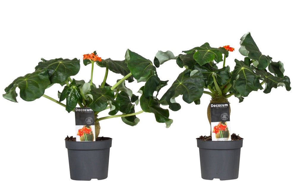  Set De 2 Jatropha Podagrica - Pot ⌀13cm - H.25-45cm (hauteur Pot Incluse)