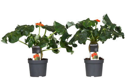  Set De 2 Jatropha Podagrica - Pot ⌀13cm - H.25-45cm (hauteur Pot Incluse)