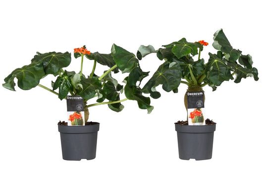  Set De 2 Jatropha Podagrica - Pot ⌀13cm - H.25-45cm (hauteur Pot Incluse)