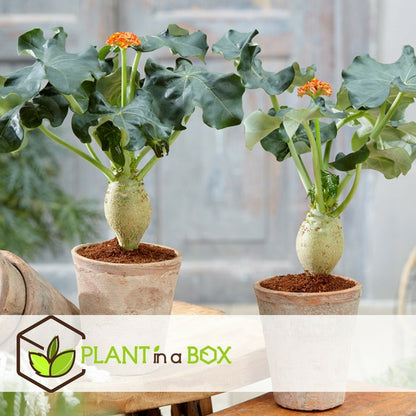  Set De 2 Jatropha Podagrica - Pot ⌀13cm - H.25-45cm (hauteur Pot Incluse)