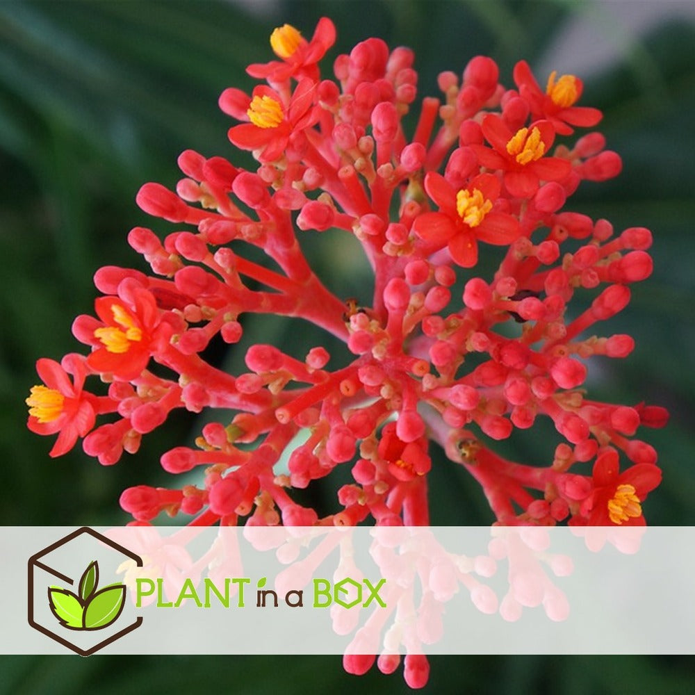  Set De 2 Jatropha Podagrica - Pot ⌀13cm - H.25-45cm (hauteur Pot Incluse)