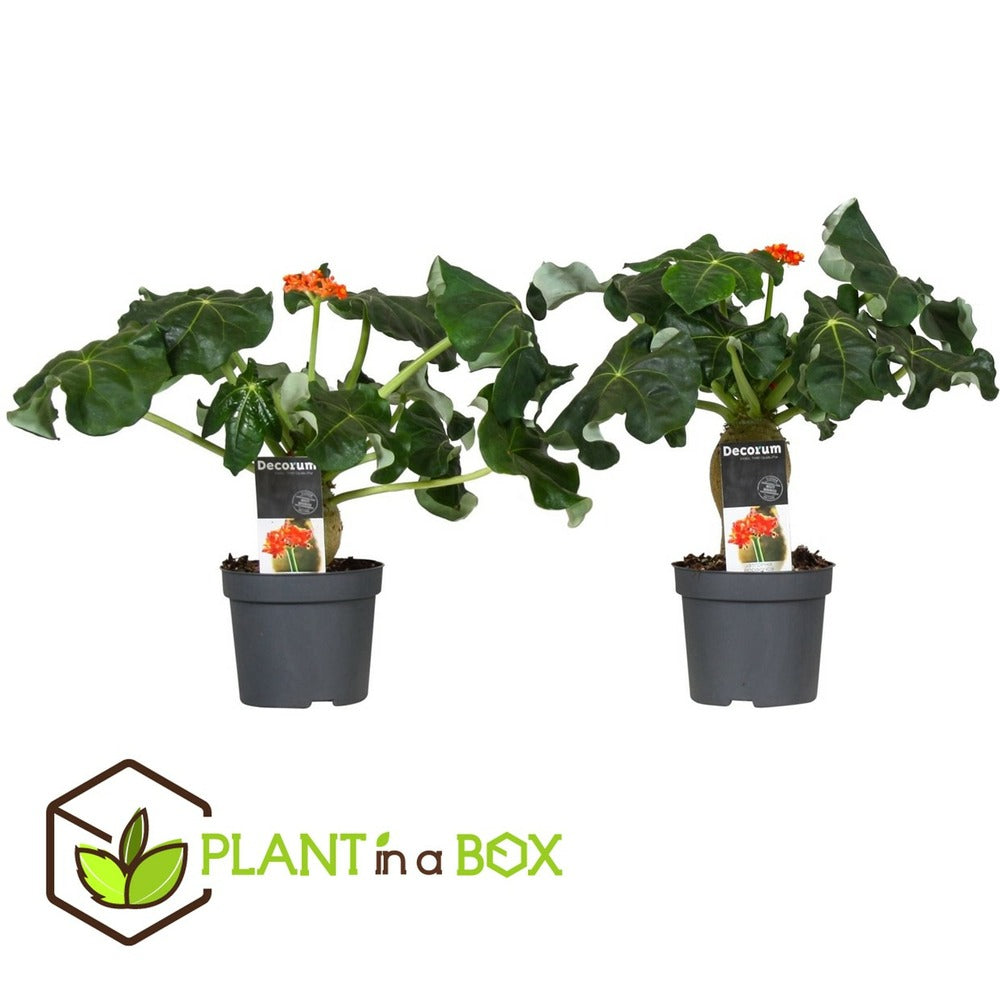  Set De 2 Jatropha Podagrica - Pot ⌀13cm - H.25-45cm (hauteur Pot Incluse)