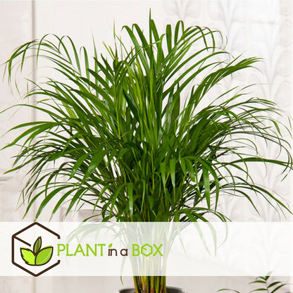  Palmier Areca - Pot ⌀27 Cm - H. 140-150cm (hauteur Pot Incluse)