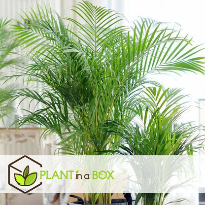  Palmier Areca - Pot ⌀27 Cm - H. 140-150cm (hauteur Pot Incluse)