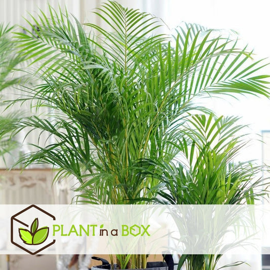  Palmier Areca - Pot ⌀27 Cm - H. 140-150cm (hauteur Pot Incluse)