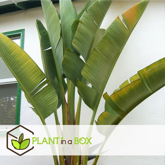  Strelitzia Nicolai - Pot ⌀28 Cm - H. 150-170cm (hauteur Pot Incluse)