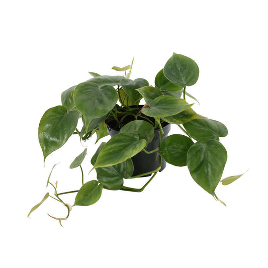  Philodendron Scandens:pot Diamètre 12 Cm
