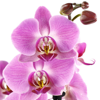  Orchidée Phalaenopsis 2 Tiges - Pot Ø 12 Cm