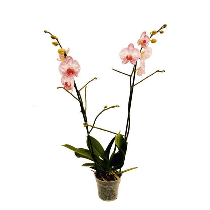  Orchidée Phalaenopsis 2 Tiges - Pot Ø 12 Cm
