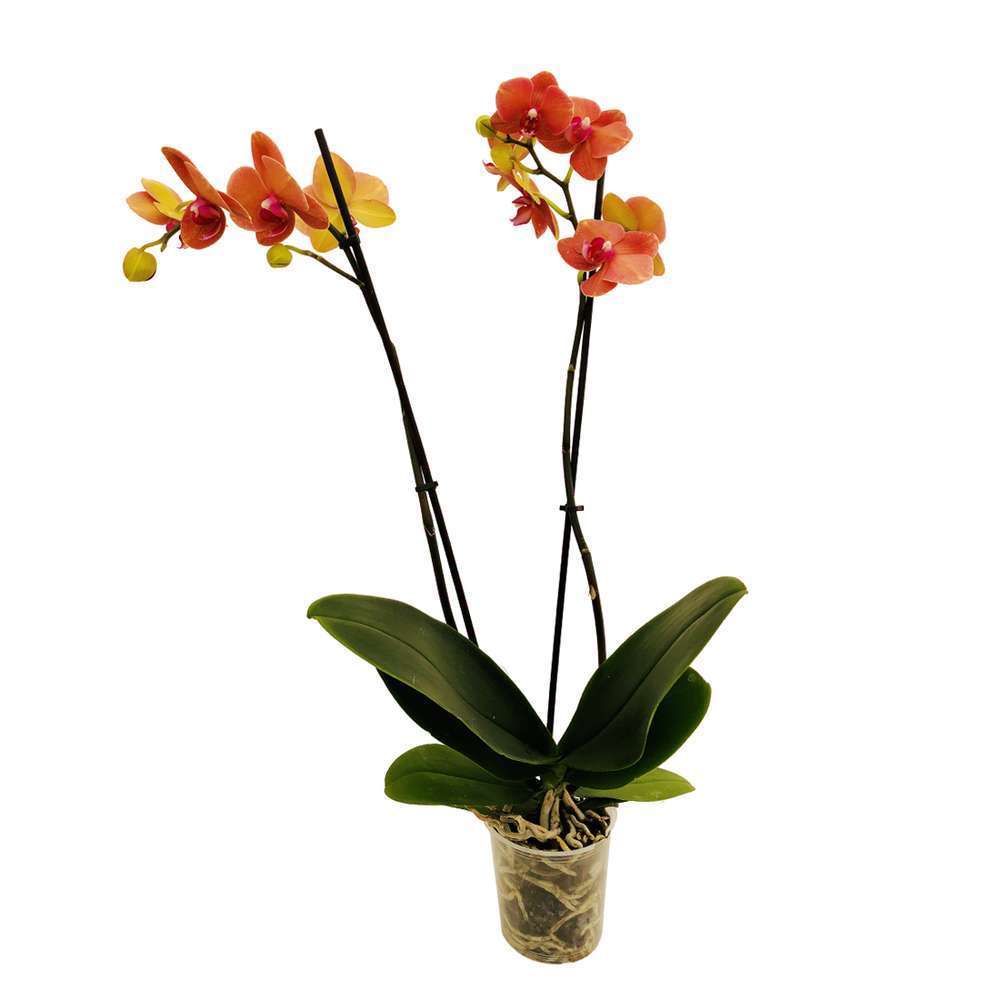  Orchidée Phalaenopsis 2 Tiges - Pot Ø 12 Cm