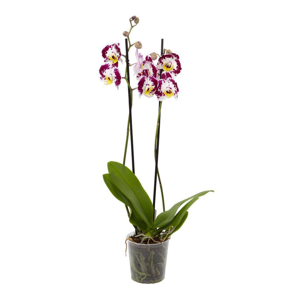  Orchidée Phalaenopsis 2 Tiges - Pot Ø 12 Cm