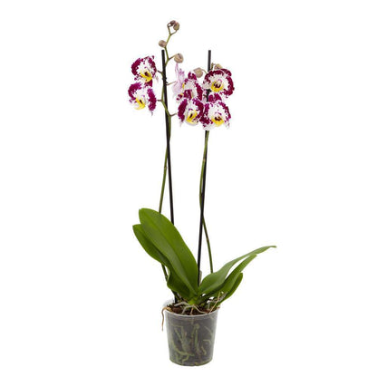  Orchidée Phalaenopsis 2 Tiges - Pot Ø 12 Cm