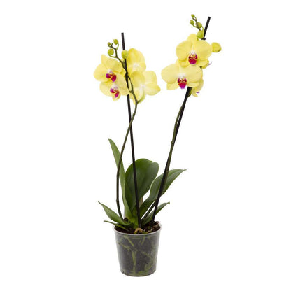  Orchidée Phalaenopsis 2 Tiges - Pot Ø 12 Cm