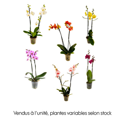  Orchidée Phalaenopsis 2 Tiges - Pot Ø 12 Cm