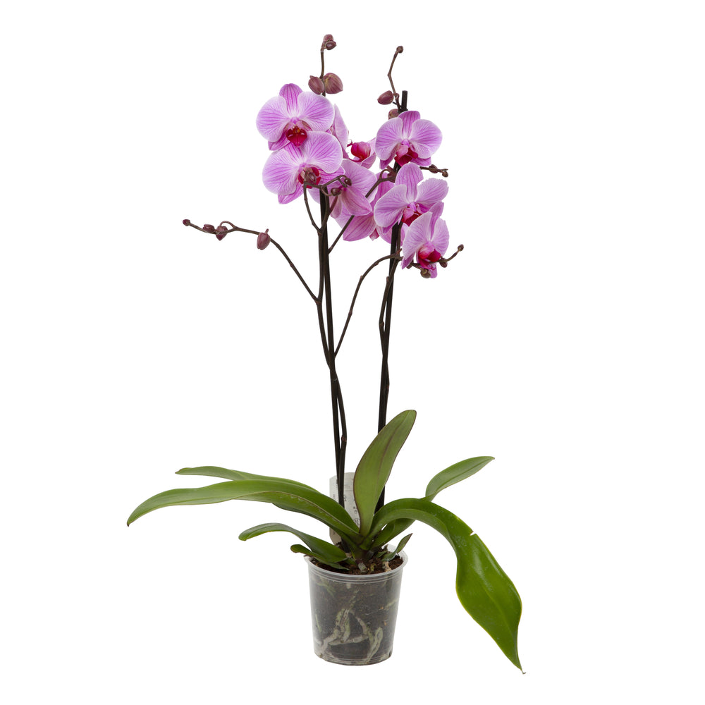 Orchidée Phalaenopsis 2 Tiges - Pot Ø 12 Cm