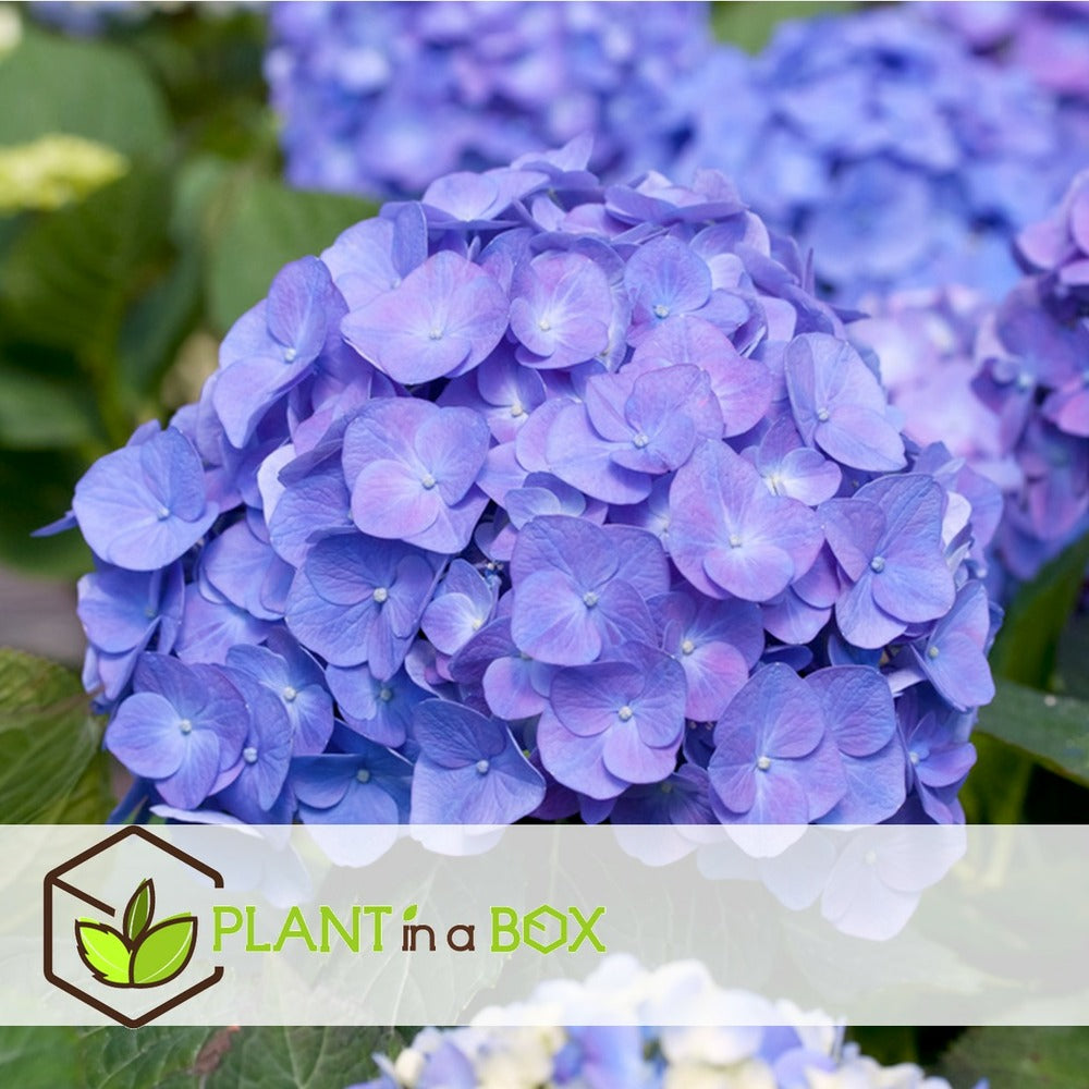  Set De 3 Hortensia Bleu - Pot ⌀9cm - H.25-40cm (hauteur Pot Incluse)