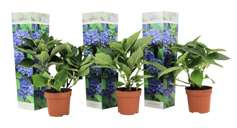  Set De 3 Hortensia Bleu - Pot ⌀9cm - H.25-40cm (hauteur Pot Incluse)
