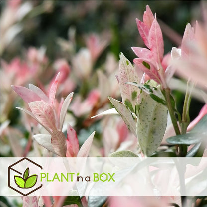  Set De 2 Salix Flamingo - Pot ⌀17cm - H.60-80cm (hauteur Pot Incluse)