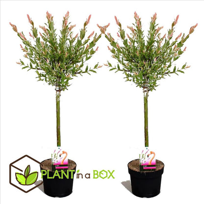  Set De 2 Salix Flamingo - Pot ⌀17cm - H.60-80cm (hauteur Pot Incluse)