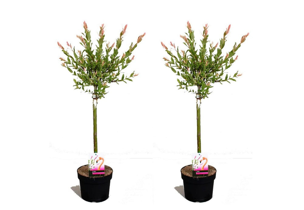  Set De 2 Salix Flamingo - Pot ⌀17cm - H.60-80cm (hauteur Pot Incluse)