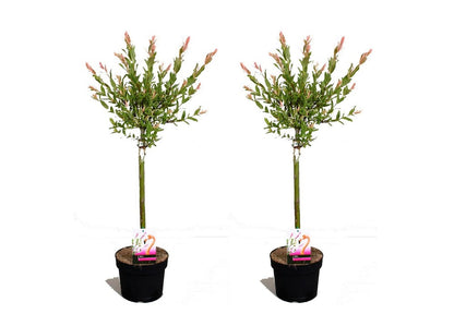  Set De 2 Salix Flamingo - Pot ⌀17cm - H.60-80cm (hauteur Pot Incluse)