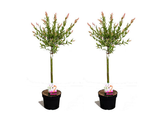  Set De 2 Salix Flamingo - Pot ⌀17cm - H.60-80cm (hauteur Pot Incluse)