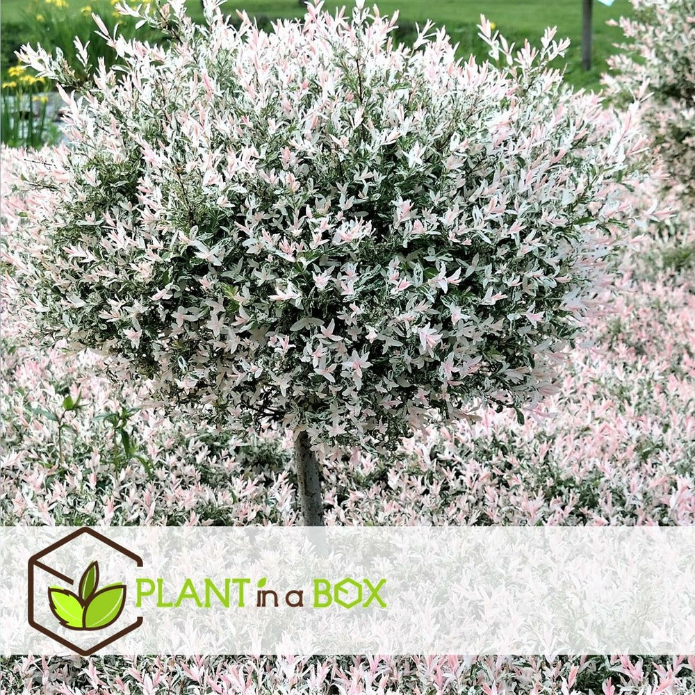  Set De 2 Salix Flamingo - Pot ⌀17cm - H.60-80cm (hauteur Pot Incluse)