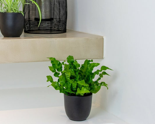 Asplenium Crispy Wave - Fougère Nid D’oiseau - Plante D’intérieur - 20-30 Cm De Haut - Pot 12 Cm