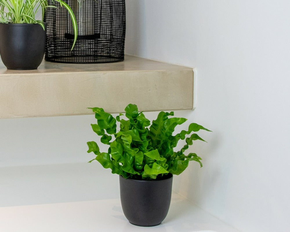 Asplenium Crispy Wave - Fougère Nid D’oiseau - Plante D’intérieur - 20-30 Cm De Haut - Pot 12 Cm