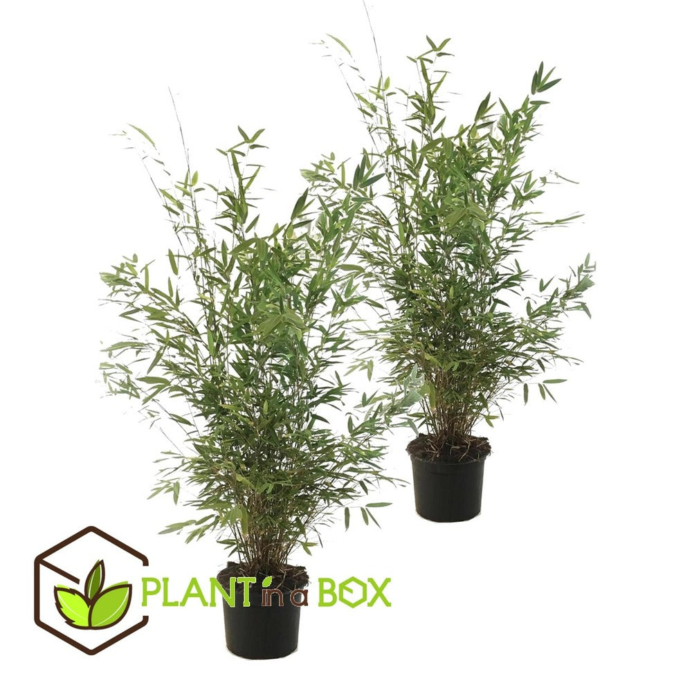  Set De 2 Bamboo "fargesia Nitida Gansu" - Pot ⌀17cm - H50-70cm (hauteur Pot In